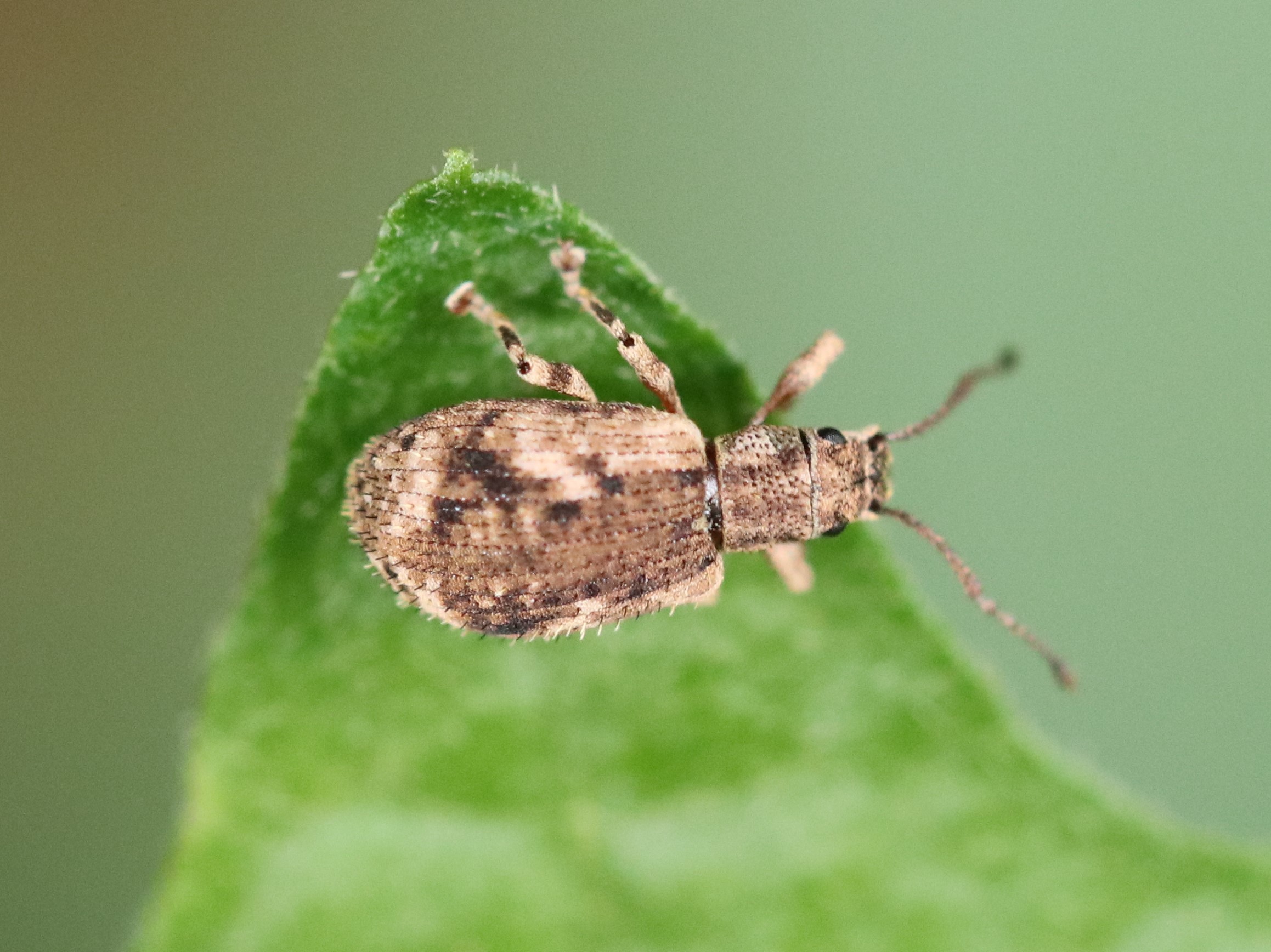 葉上のヒレルクチブトゾウムシ